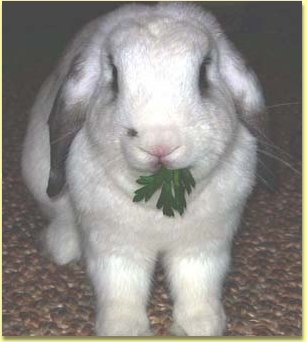 Snowball
